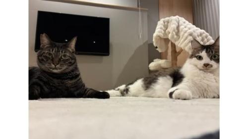 室内にいる猫