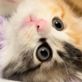 人が大好きな子猫→飼い主にべったりとくっついて…ずっと見ていたくなる『かわいい光景』に悶絶の声「破壊力がすごい」「し、幸せ過ぎる」
