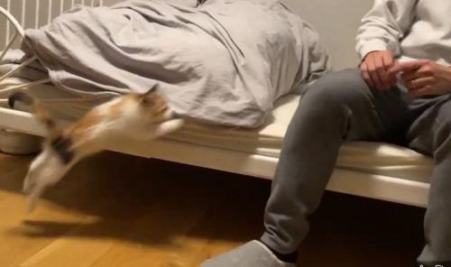 ベッドに座る人とそこに飛び乗ろうとする子猫