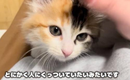 子猫のアップ(とにかく人にくっついていたいみたいです