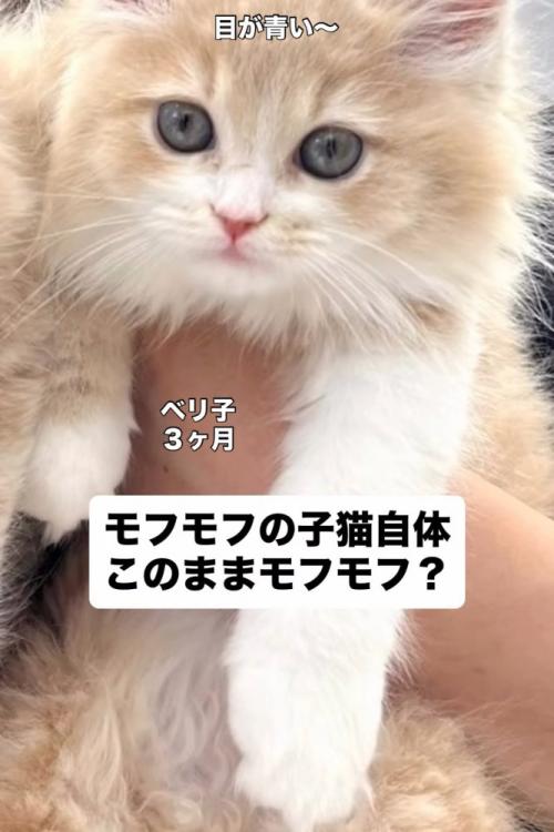抱っこされる子猫