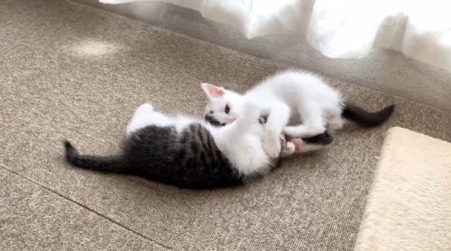 じゃれあう子猫