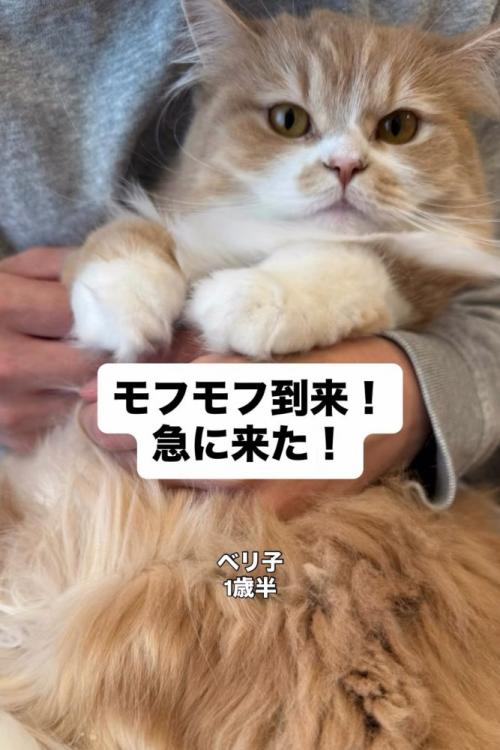 抱っこされる長毛の猫