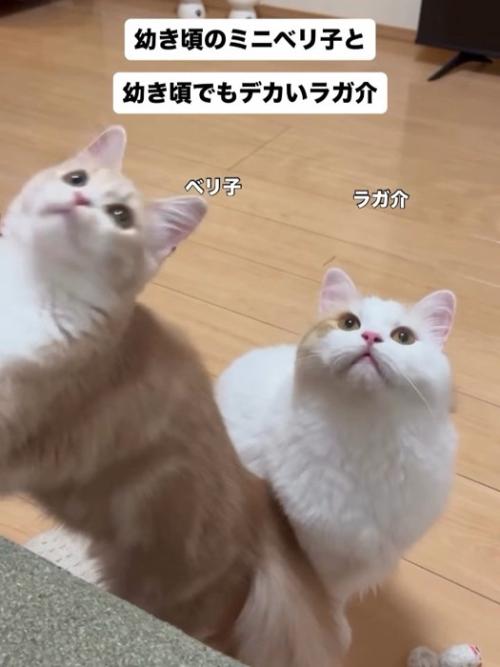 立ち上がる猫