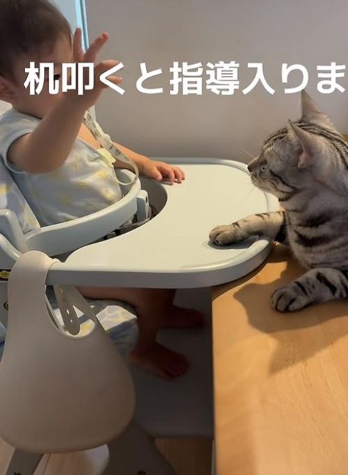赤ちゃんと猫の写真10