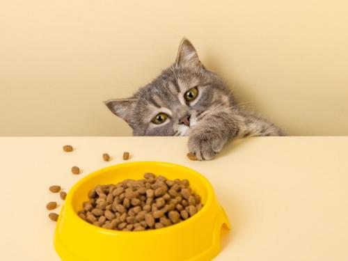 猫と散らかっているドライフード