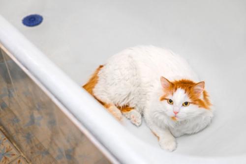 湯船でくつろぐ猫