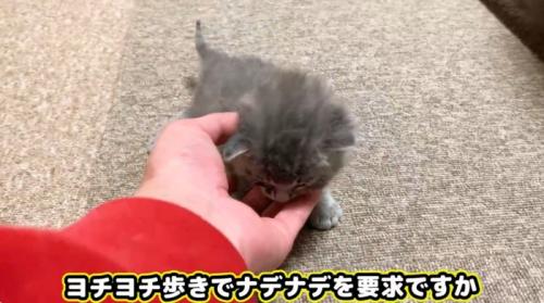 なでられている子猫