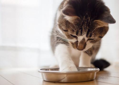 食器に手を入れる猫