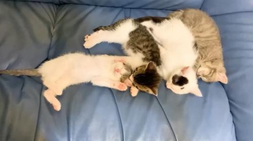 寝ている4匹の子猫