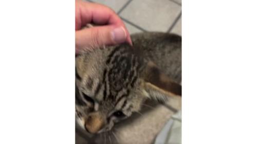 甘える子猫
