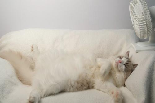 寝ている猫