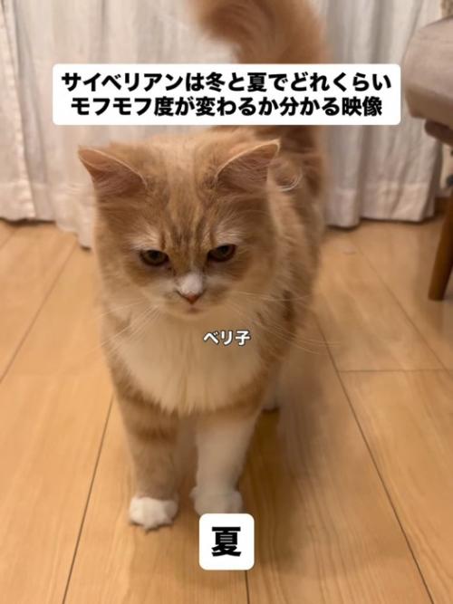 立っている猫