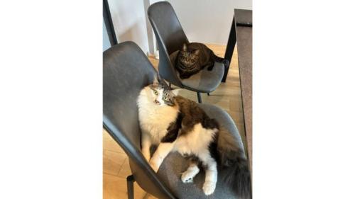 室内にいる猫