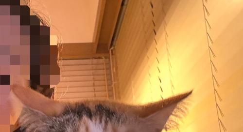 猫の頭