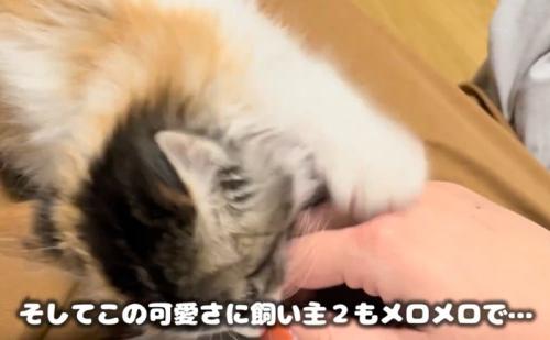 手に甘える子猫(そしてこの可愛さに飼い主2もメロメロで…)