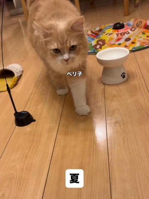 歩いて来る猫