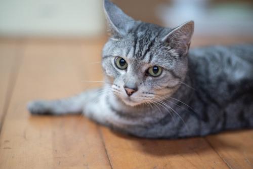 見つめる猫 サバトラ猫 