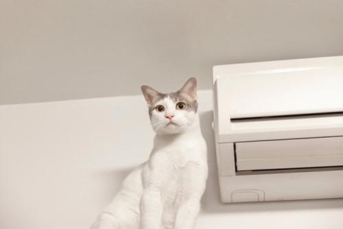 エアコンと猫