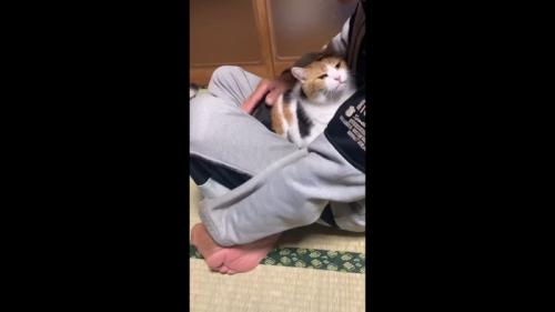 膝の上でポンポン