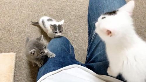 人間の体にのぼる子猫