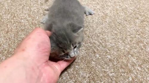 なでられている子猫