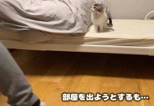 立ち去る人の足とそれを見る子猫(部屋を出ようとするも…)