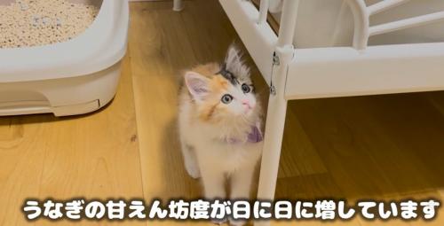 ベッドフレームの脇で上を向く子猫