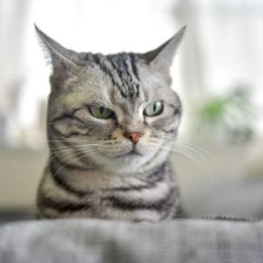 猫が『反抗期』に突入したときのサイン3つ　どんな変化が表れるの？上手な接し方まで