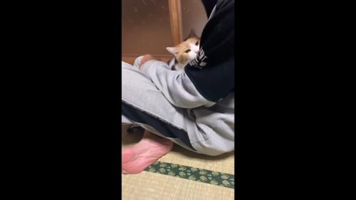 膝の上