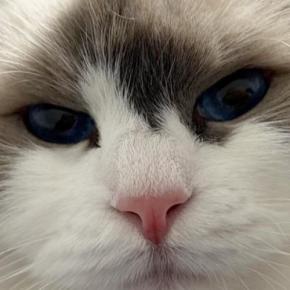 ふわふわの長毛猫→立派に成長した『耳毛』を軽く整えると…まさかの光景に「ぱっと見本体がどっちか分からんw」「えーツノみたい」と話題に