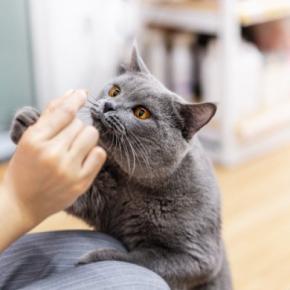 猫に『おやつ』をあげるのに適したタイミング5選 時間や回数はどうしたらいい?避けるべき与え方も