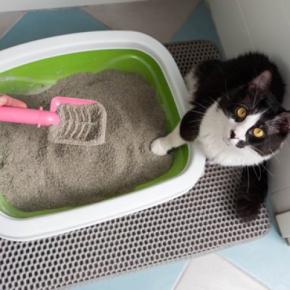 猫トイレのニオイが気になるときの『消臭方法』9選 習慣付けたい工夫や試したい改善策