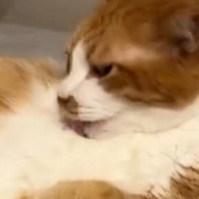 忙しなく毛繕いをしていた猫→ゴロンと寝転がったと思ったら、次の瞬間『まさかの光景』に８万いいね「チャムチャムがまた良い」「羨ましいｗ」