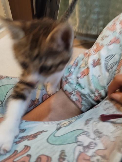 人のひざの上に乗ってくる子猫