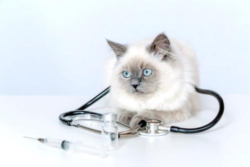 猫と聴診器