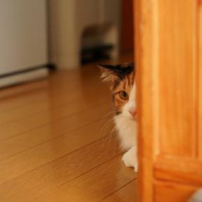 猫が『拗ねている』ときにする行動6選 機嫌を損ねる原因や仲直りのコツ