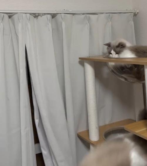 落下する猫とタワーから見つめる猫