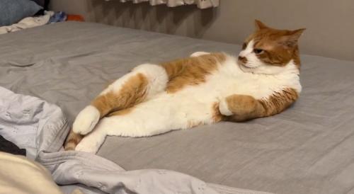 毛繕いをやめて止まる猫
