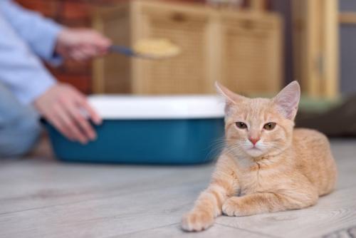 トイレが掃除されるのを優雅に待つ猫