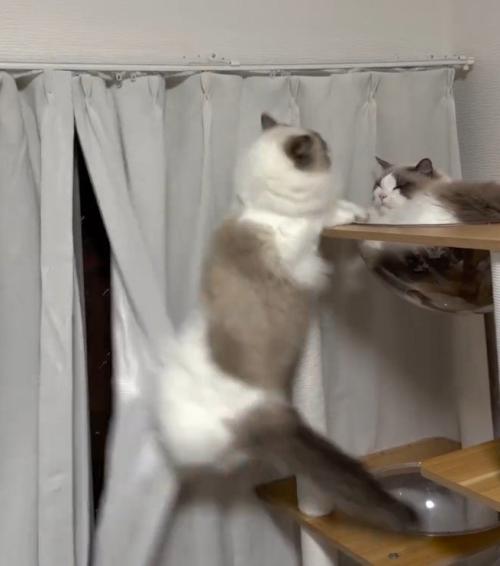 タワーから落ちそうな猫とタワーにいる猫1