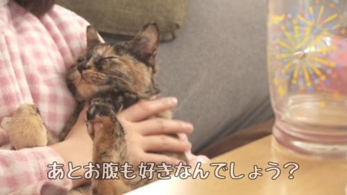 お腹を撫でられる猫