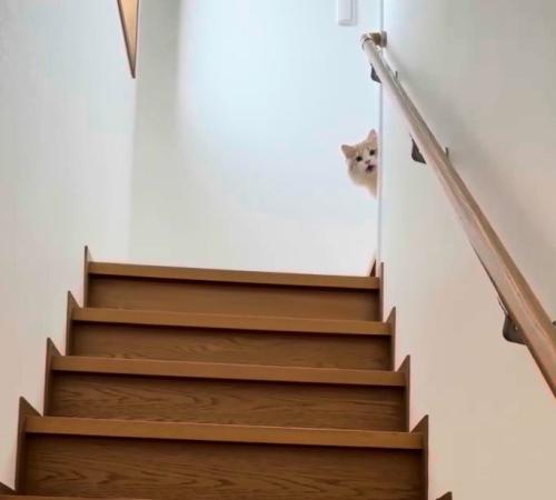 階段上で鳴く猫