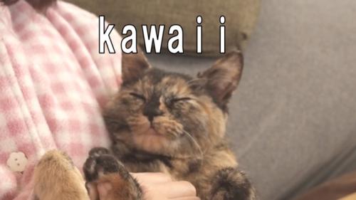 眠る猫