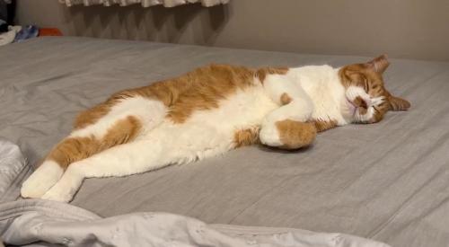 目を閉じて眠る猫