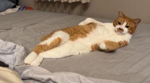 うつろな目で飼い主を見つめる猫