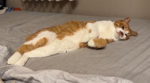 寝転がりながらボーッとする猫