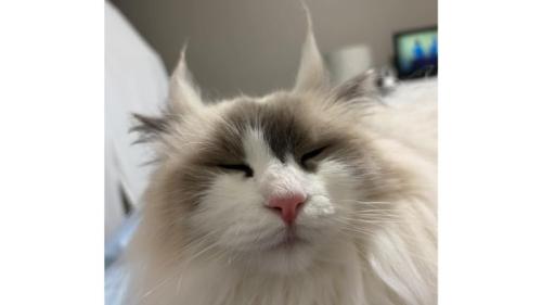 猫の顔