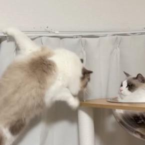 カーテンレールにしがみつく猫→少し離れたキャットタワーへ移ろうとして…「声出たｗ」「めちゃめちゃ笑った」まさかの光景が35万再生
