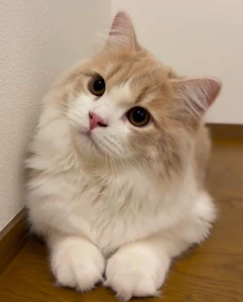 首をかしげる猫